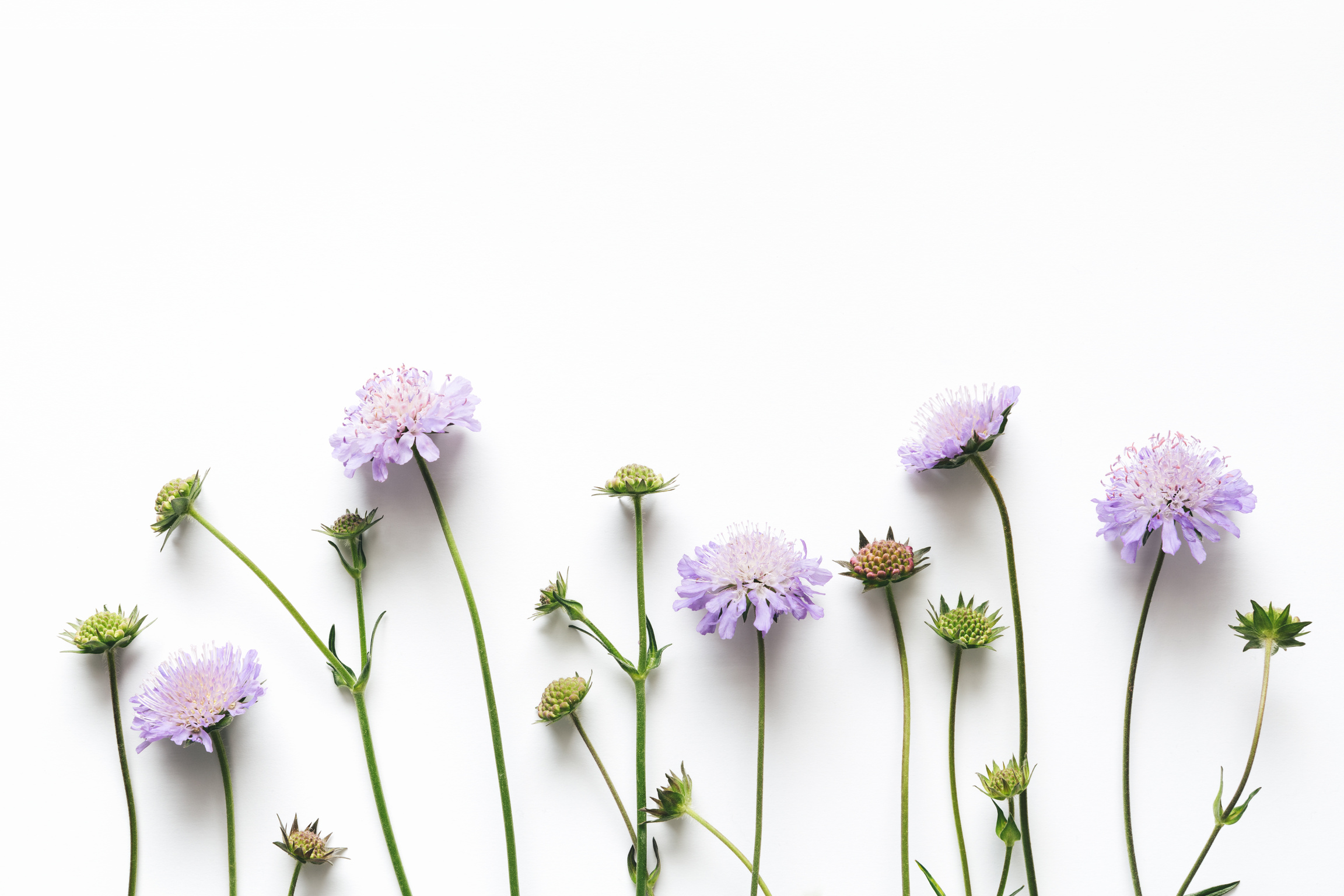 Soft Purple Flowers On White Background